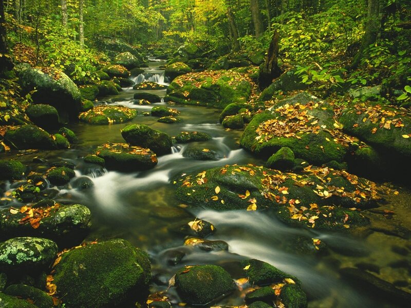 Forest stream with mossy rocks