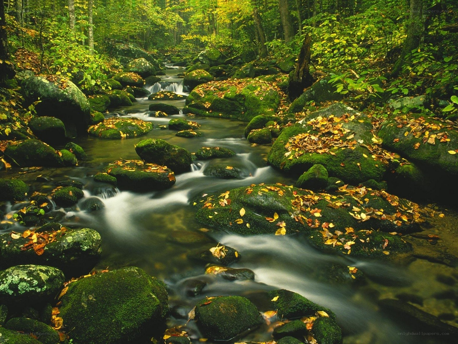 Forest stream with mossy rocks