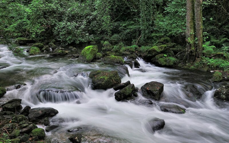 Forest stream with mossy rocks