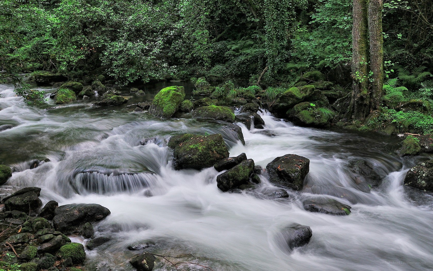 Forest stream with mossy rocks
