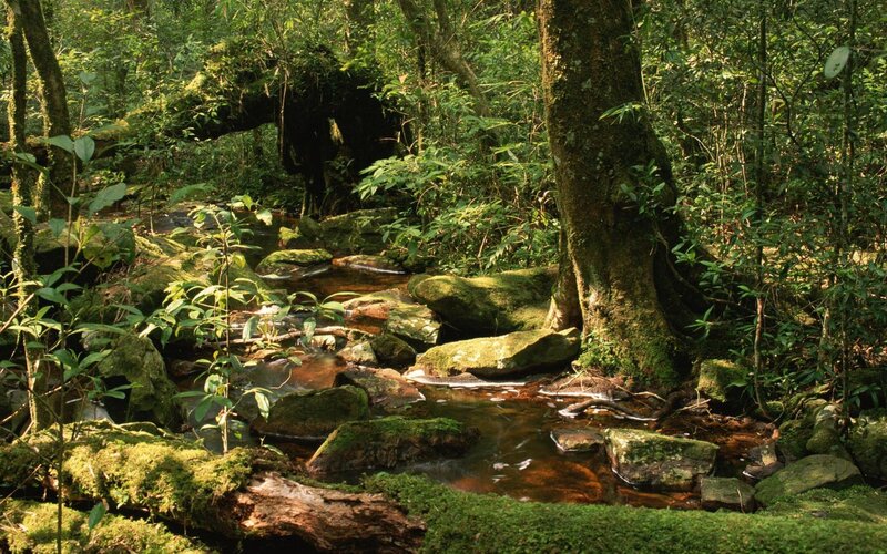 Forest stream with mossy rocks