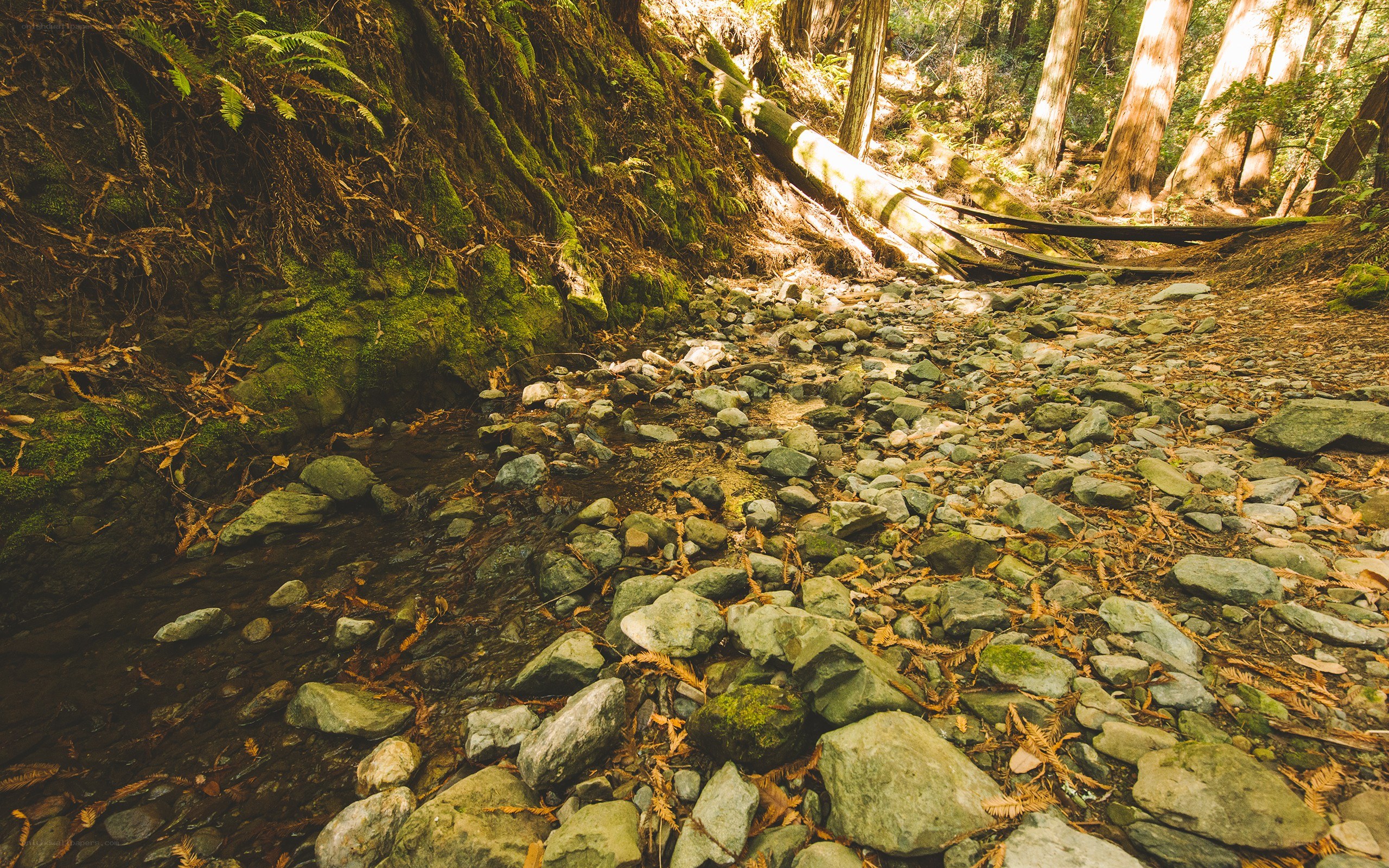 Forest stream with mossy rocks