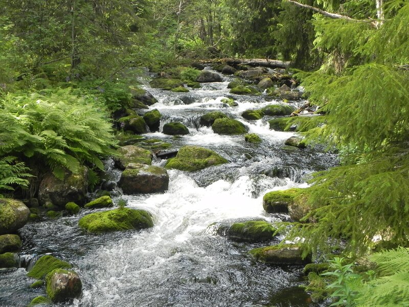 Forest stream with mossy rocks