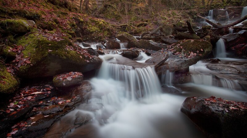 Forest stream with mossy rocks