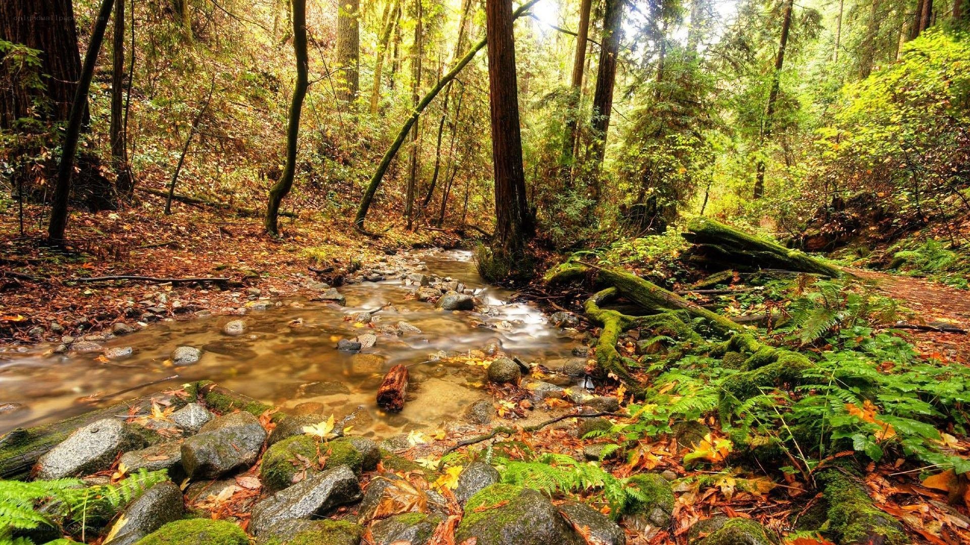 Forest stream with mossy rocks