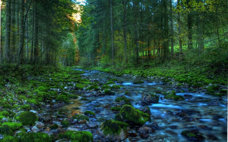 Forest stream with mossy rocks