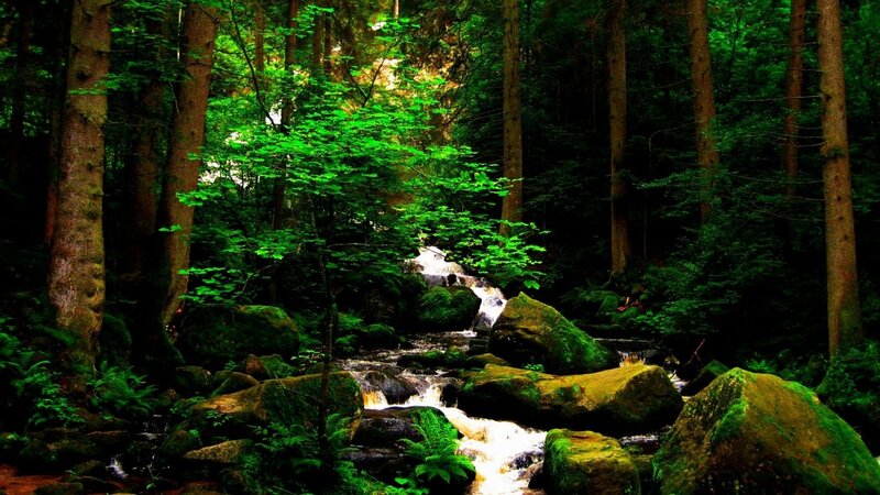 Forest stream with mossy rocks