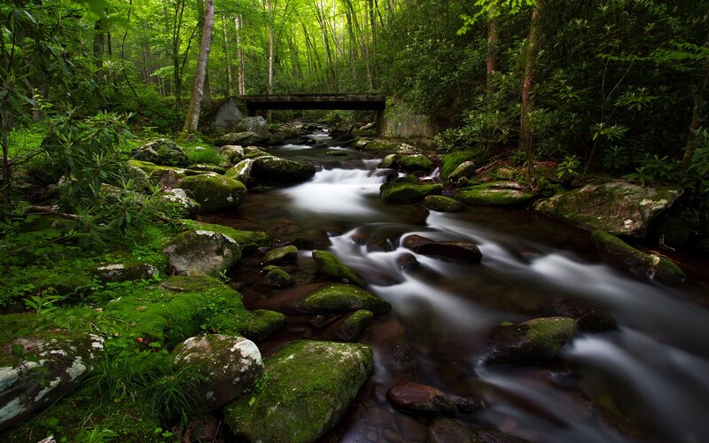 Forest stream with mossy rocks