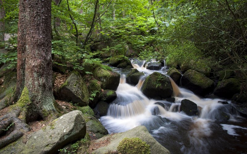 Forest stream with mossy rocks