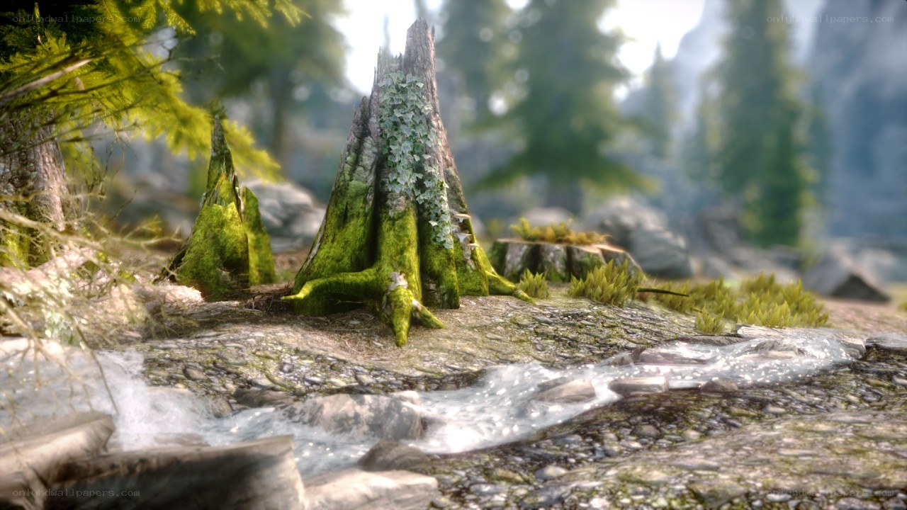 forest stream with mossy stumps