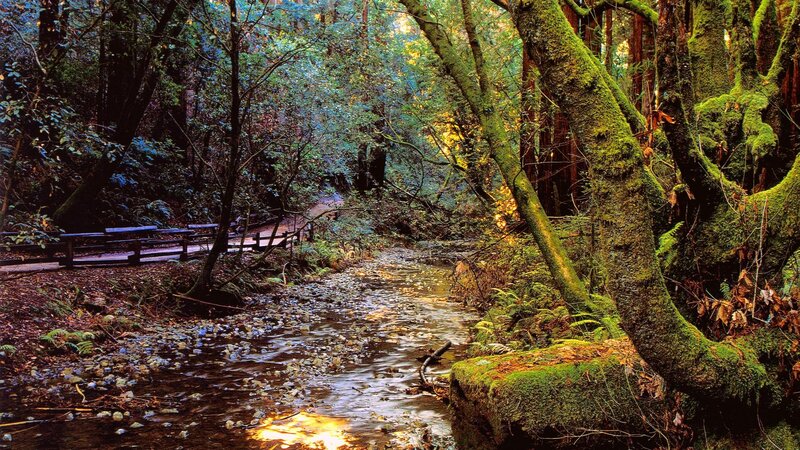 Forest stream with mossy trees