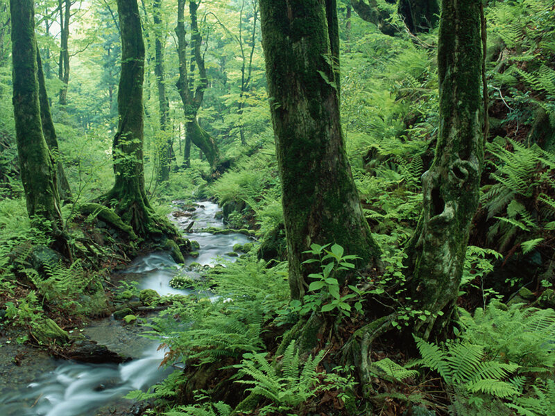Forest stream with mossy trees