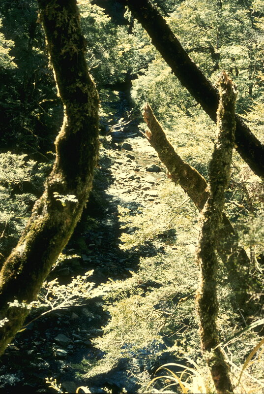 Forest stream with mossy trees