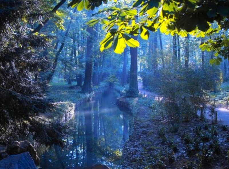 Forest Stream with Path