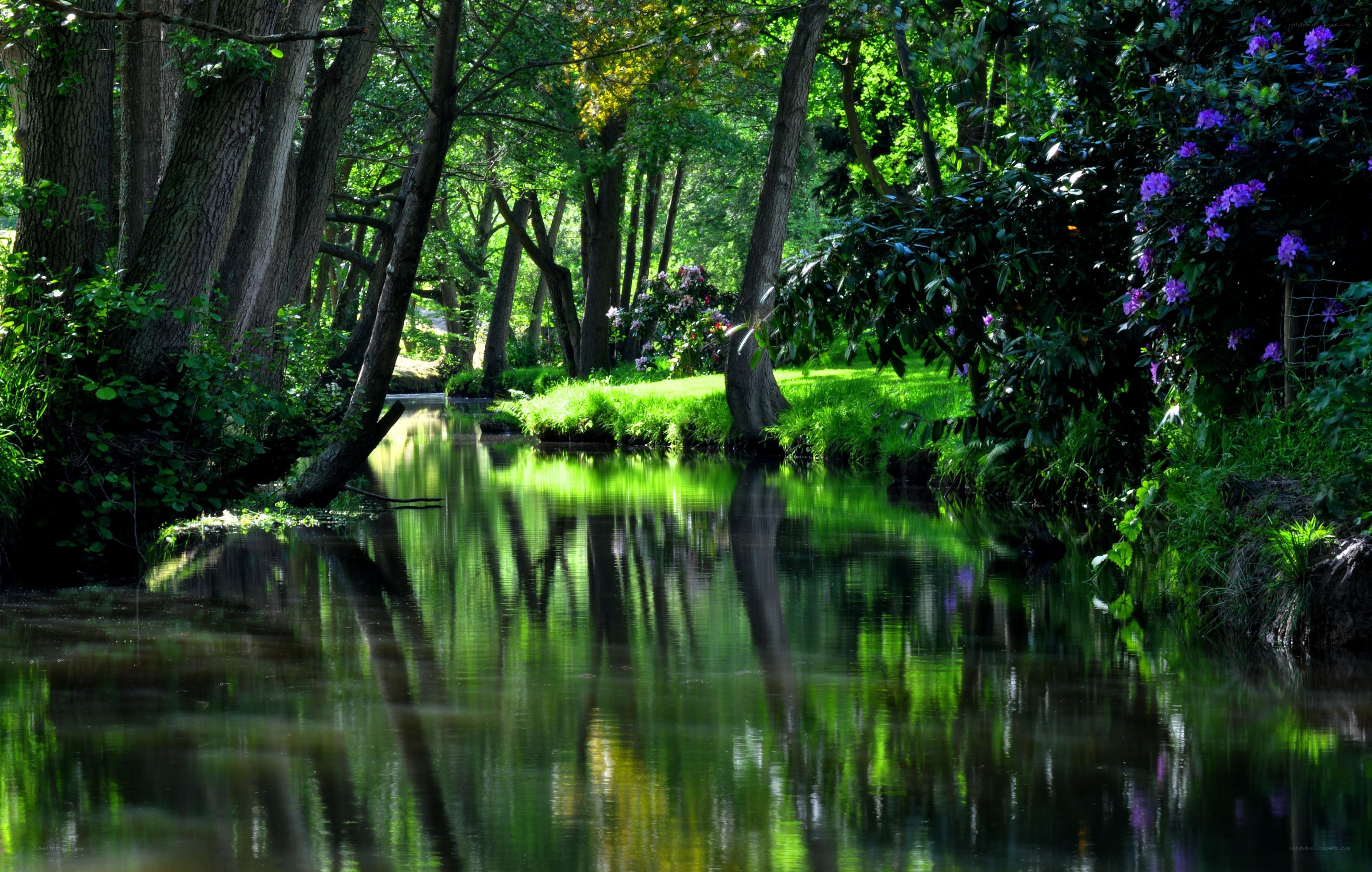 Forest stream with purple flowers