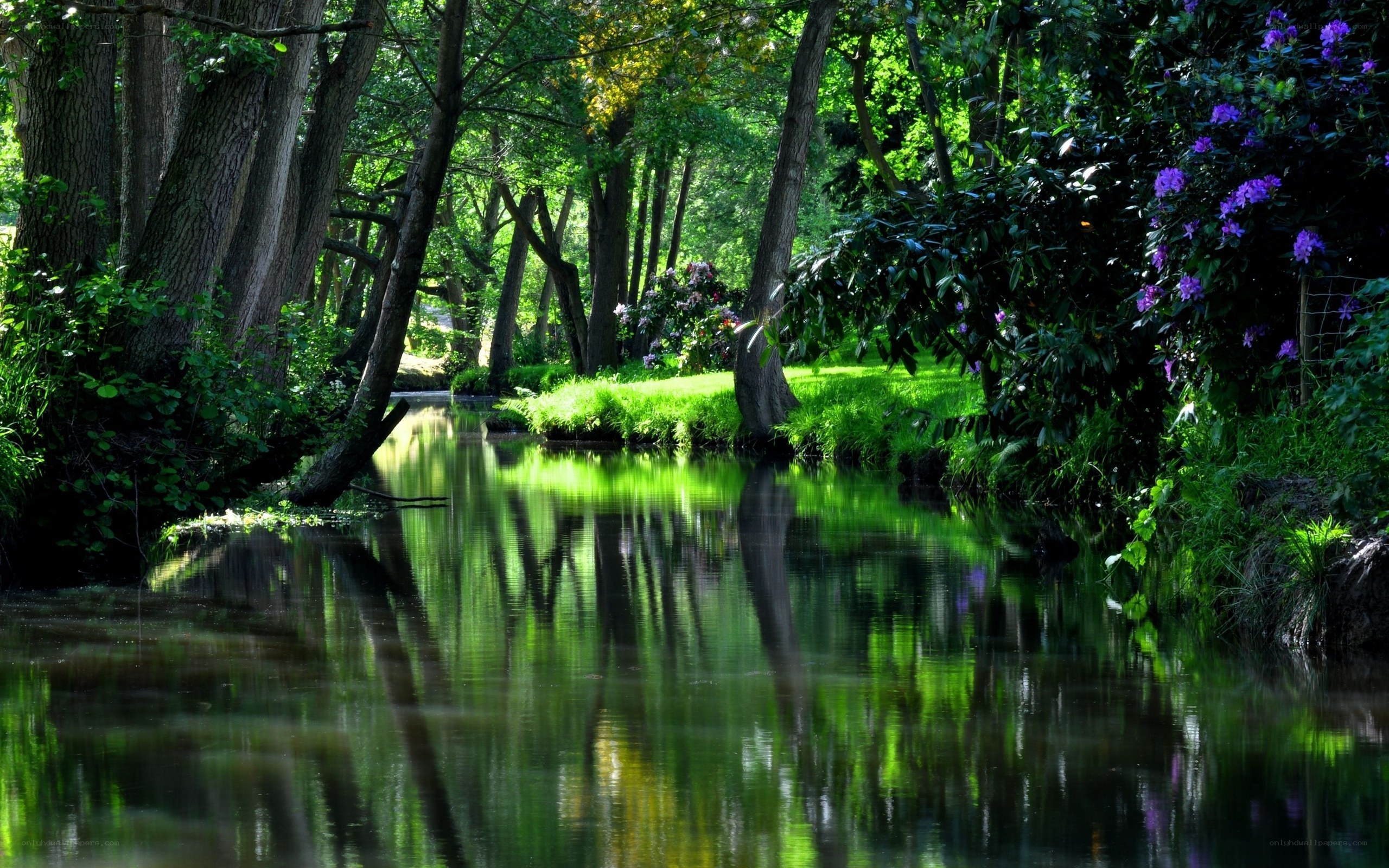 Forest stream with purple flowers
