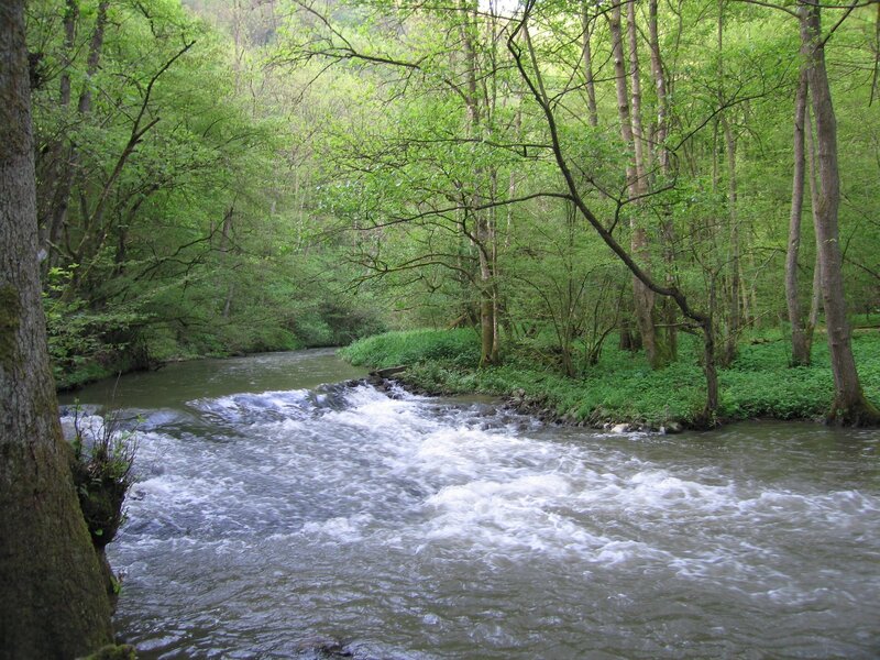 Forest stream with rapids