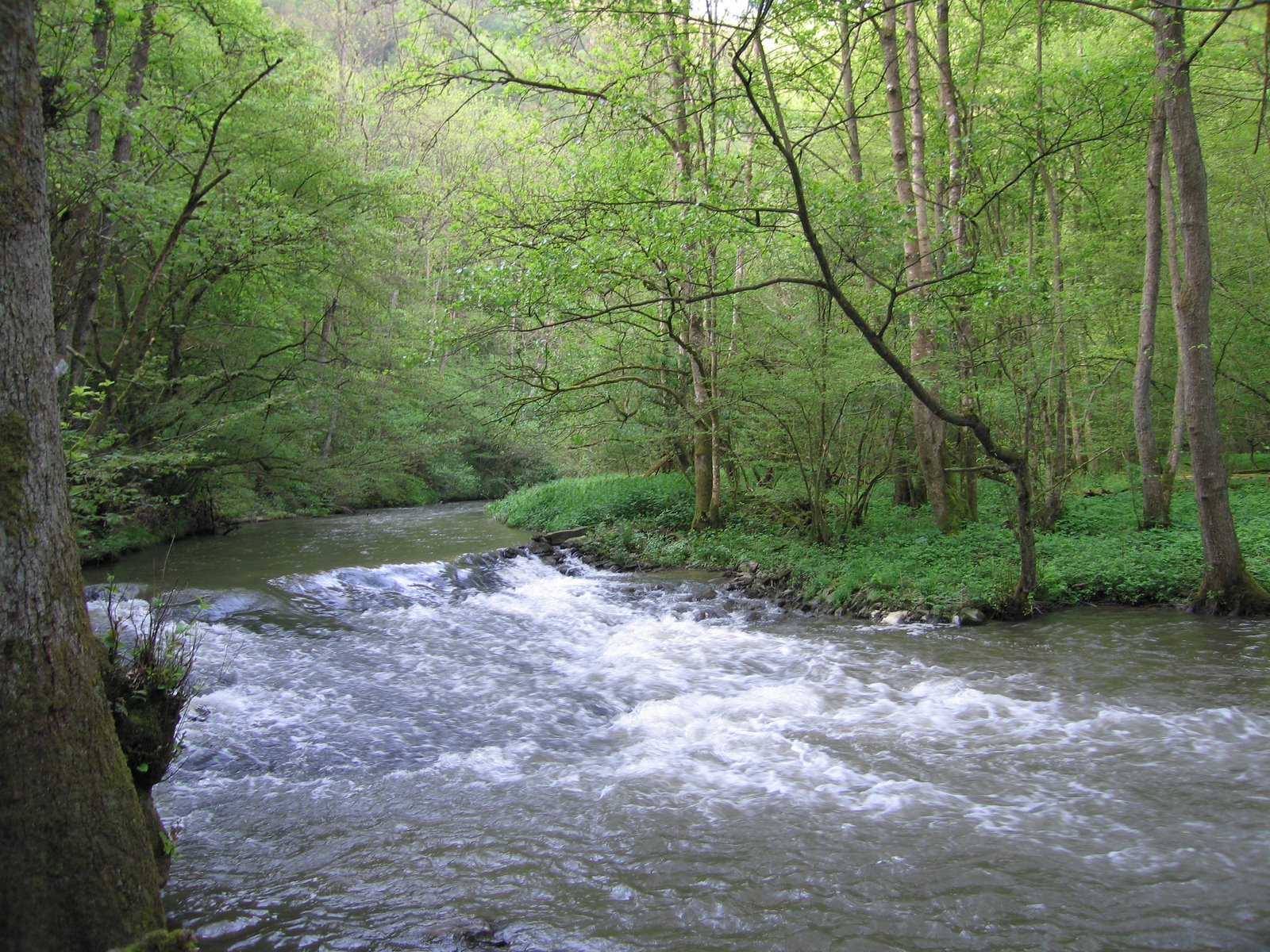 Forest stream with rapids