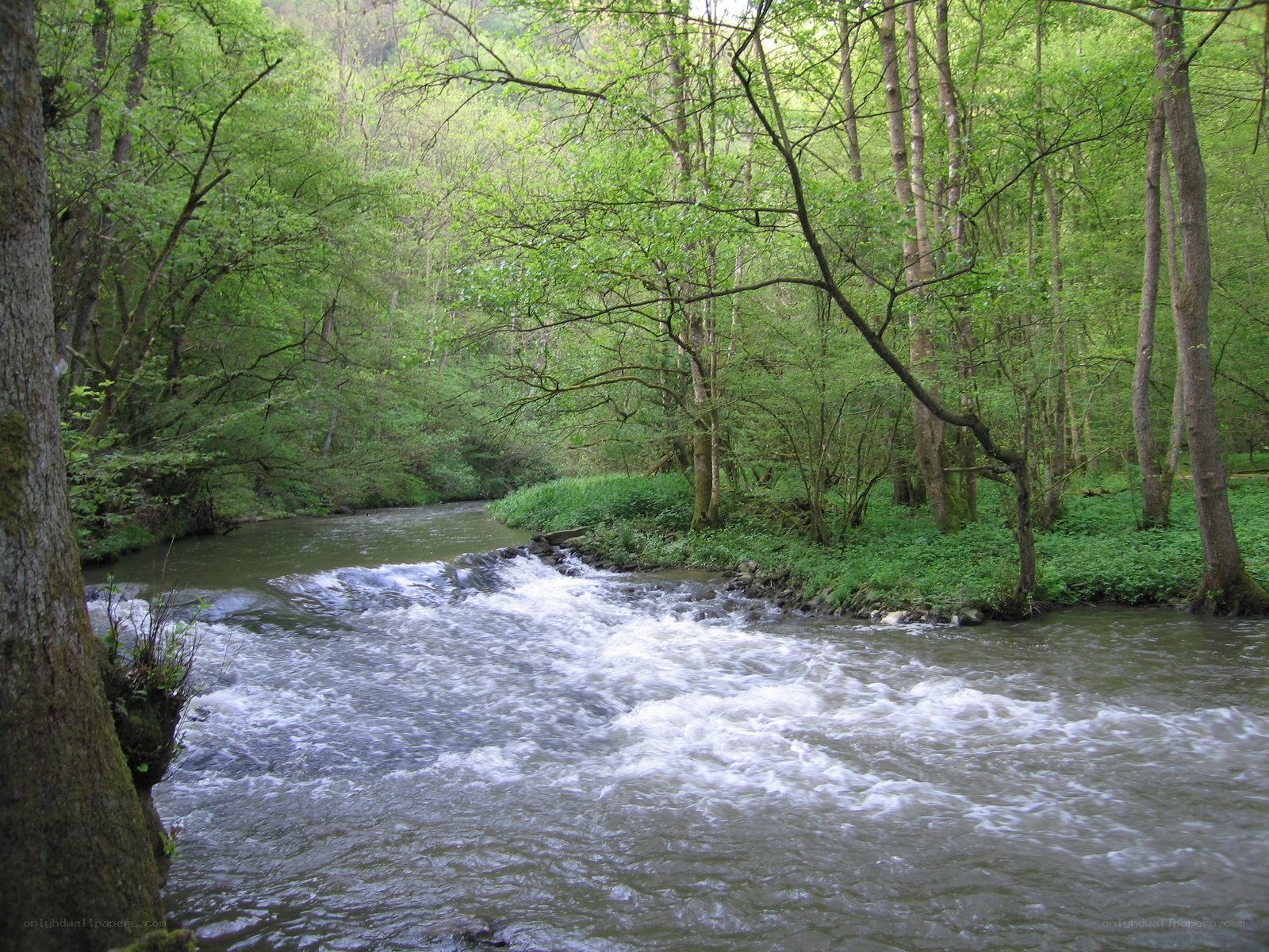 Forest stream with rapids