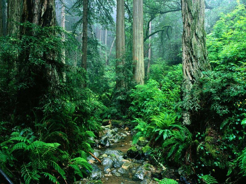 Forest stream with redwood trees