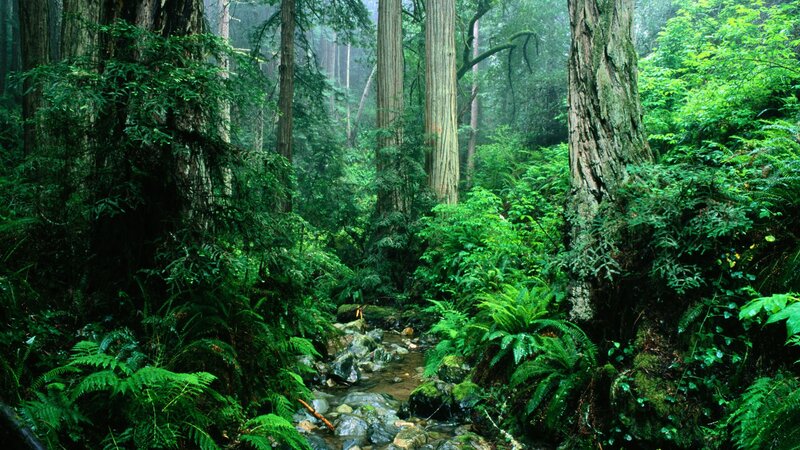 Forest stream with redwood trees