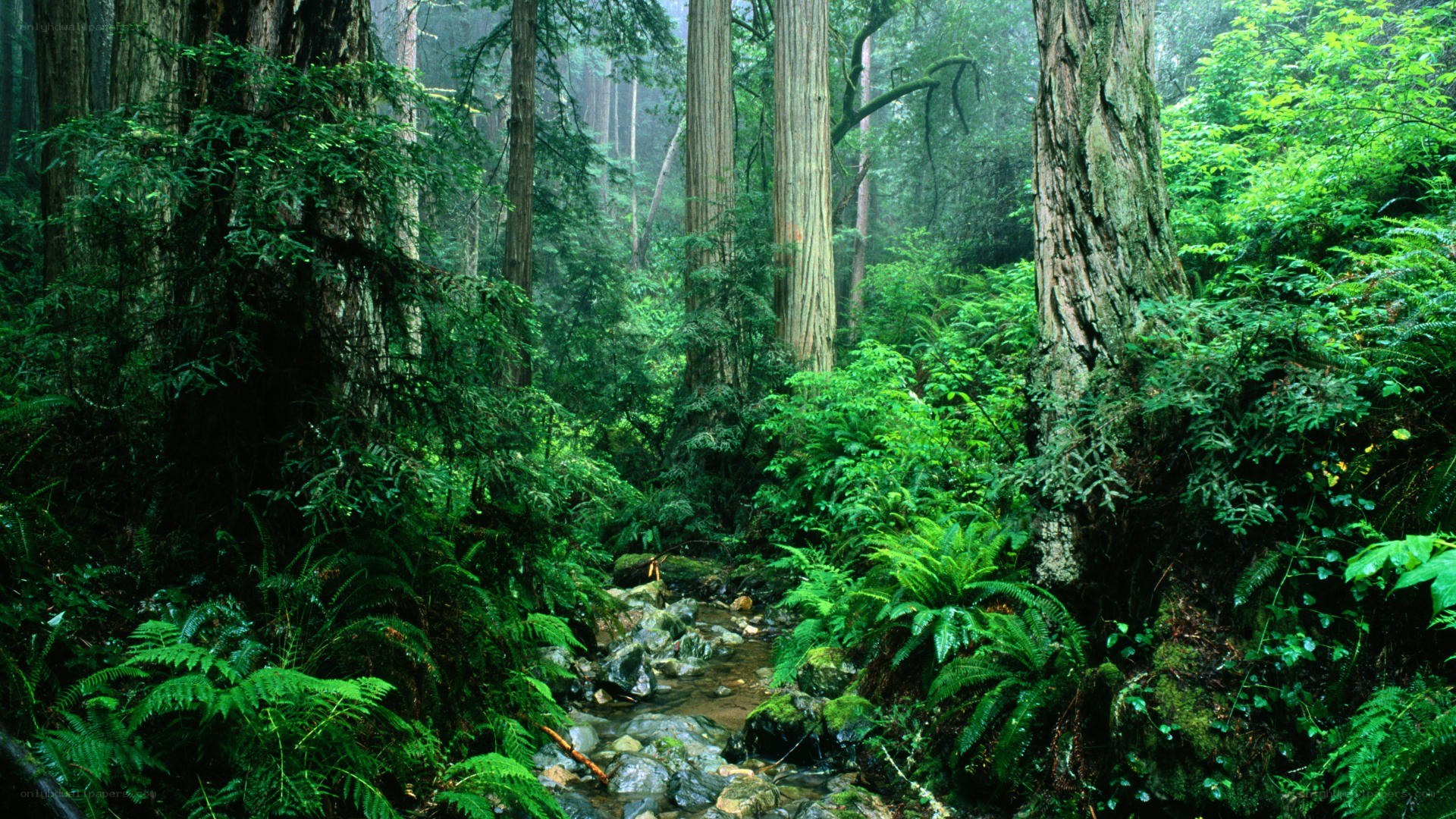 Forest stream with redwood trees