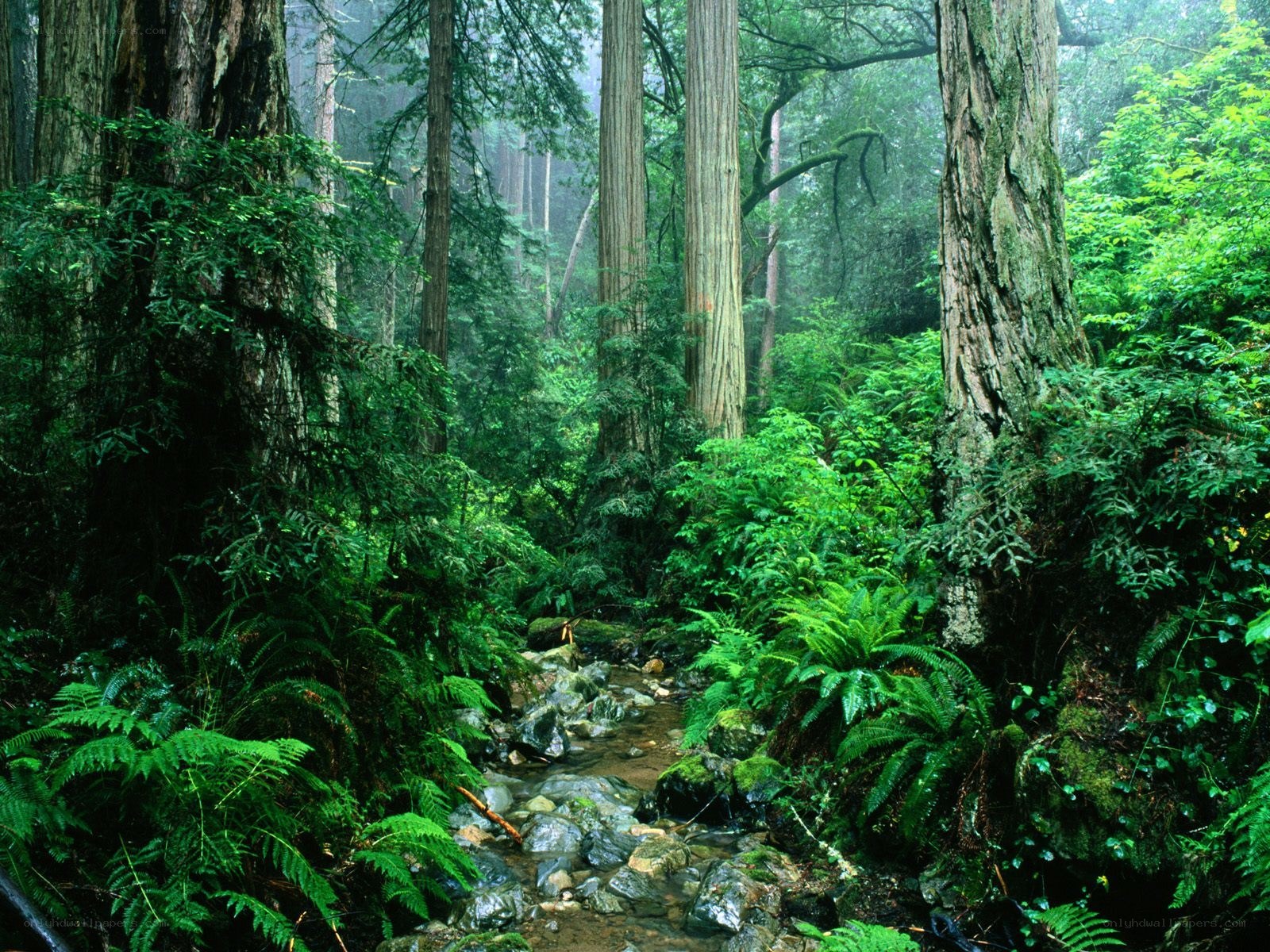 Forest stream with redwood trees