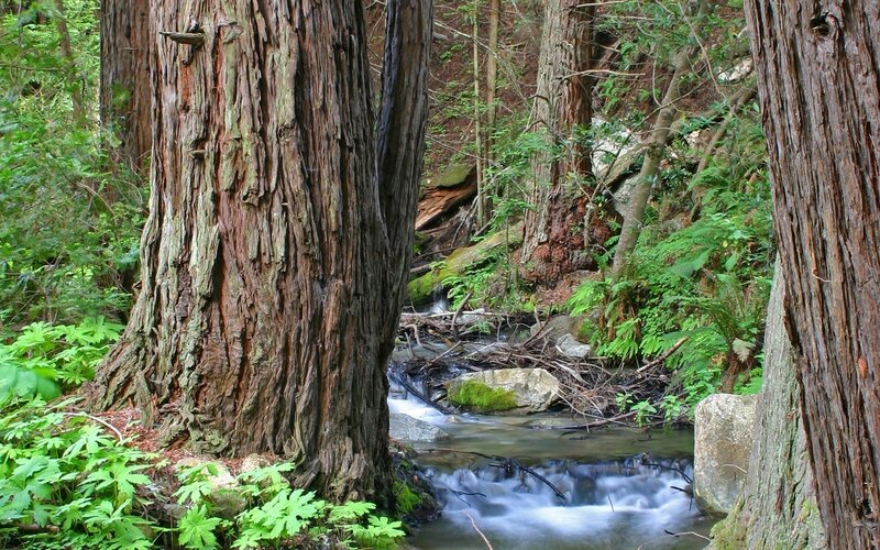 Forest stream with redwood trees