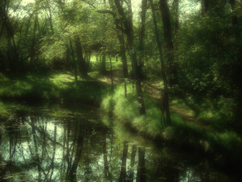 Forest Stream with Reflections