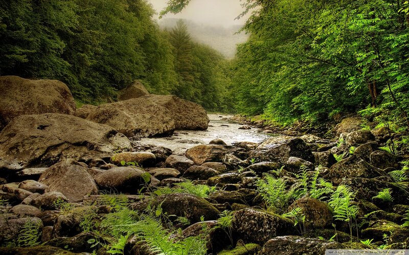Forest stream with rocks