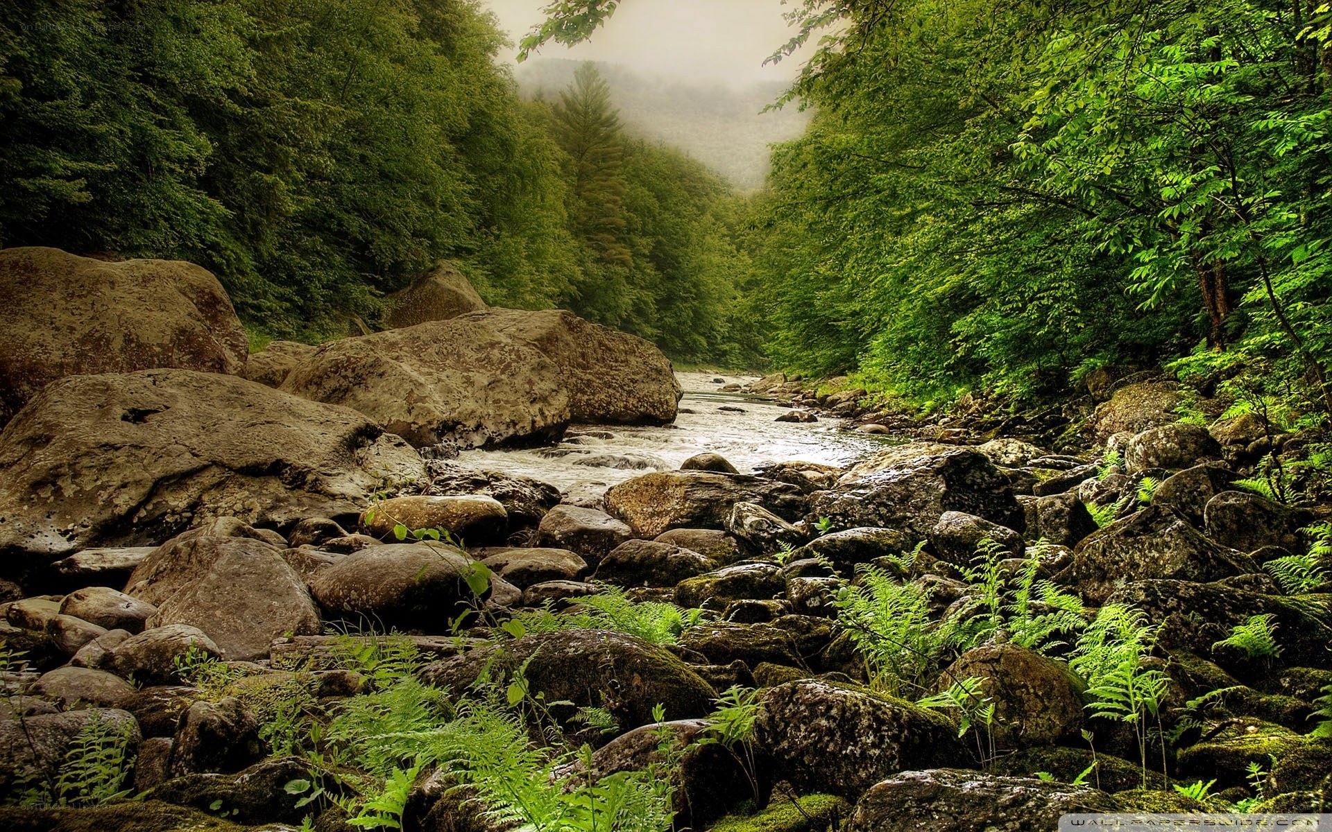 Forest stream with rocks