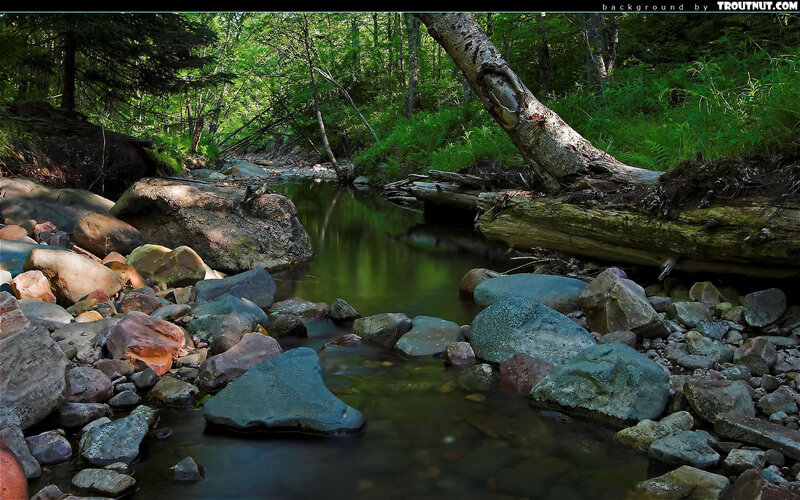 Forest stream with rocks