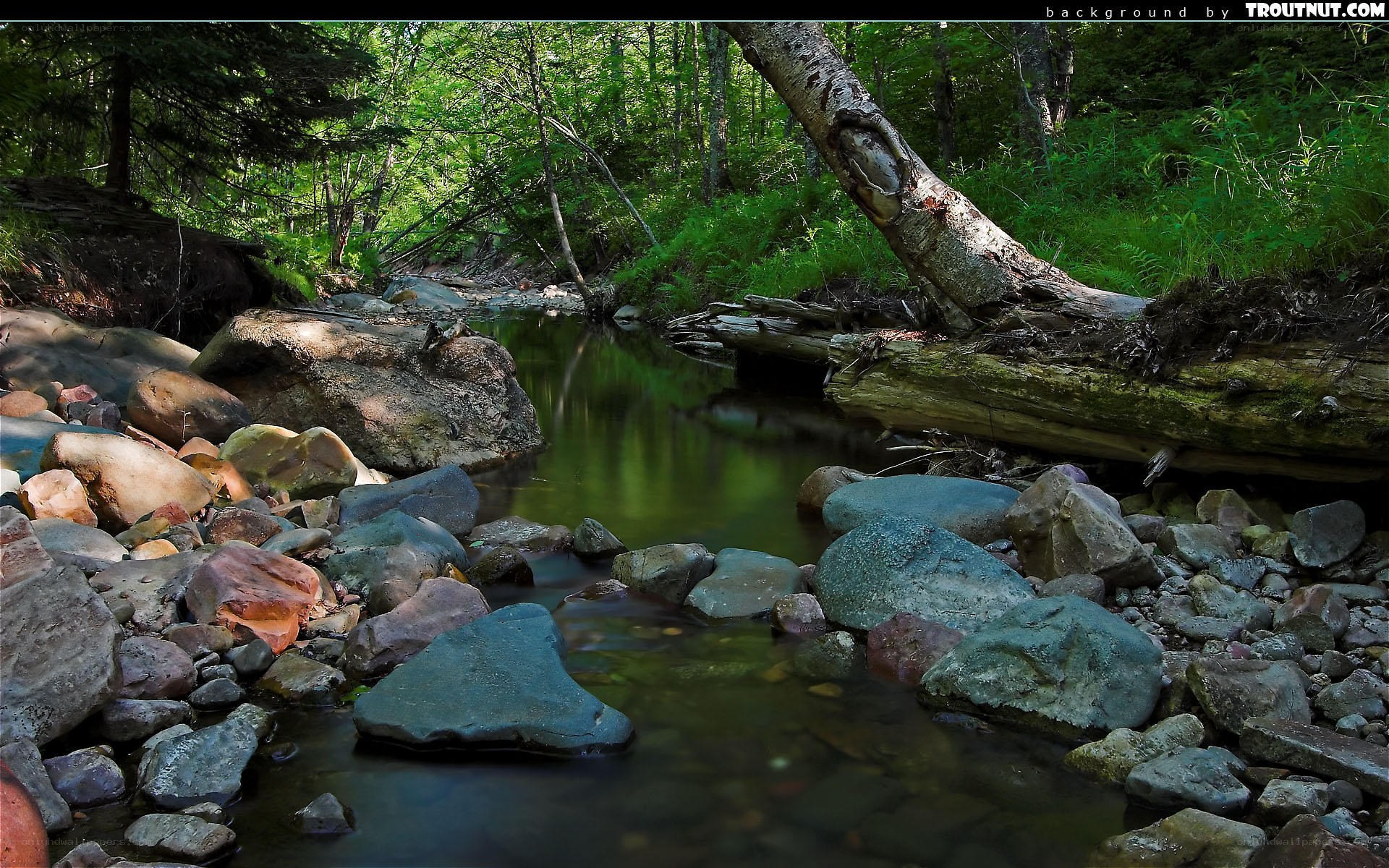 Forest stream with rocks