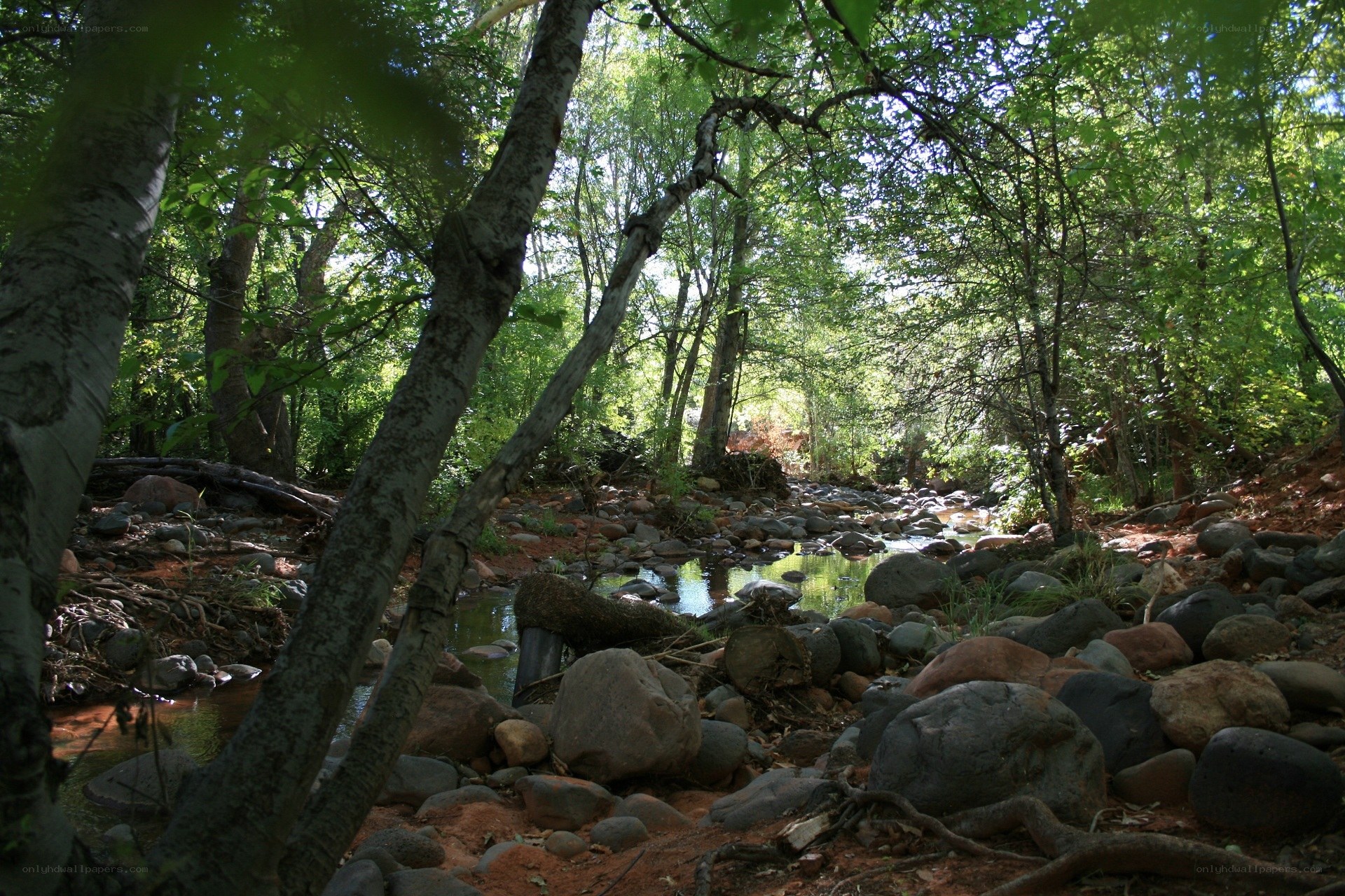 Forest stream with rocks
