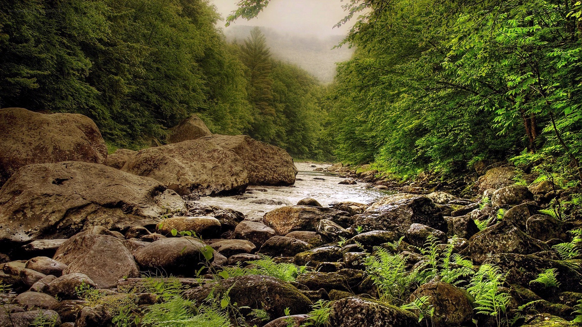 Forest stream with rocks