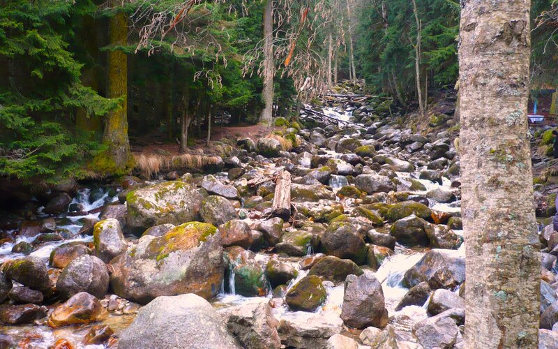 Forest stream with rocks