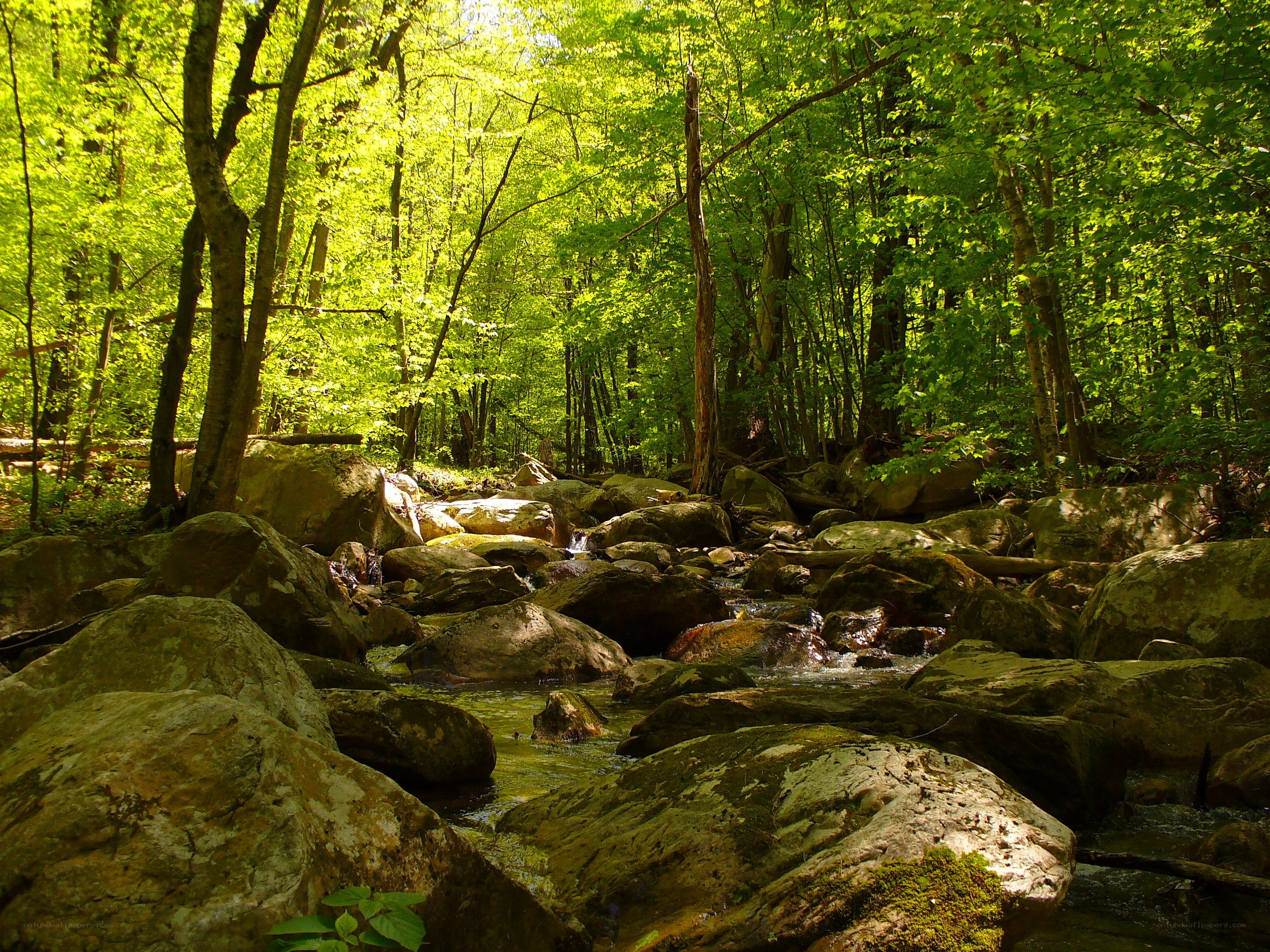 Forest stream with rocks