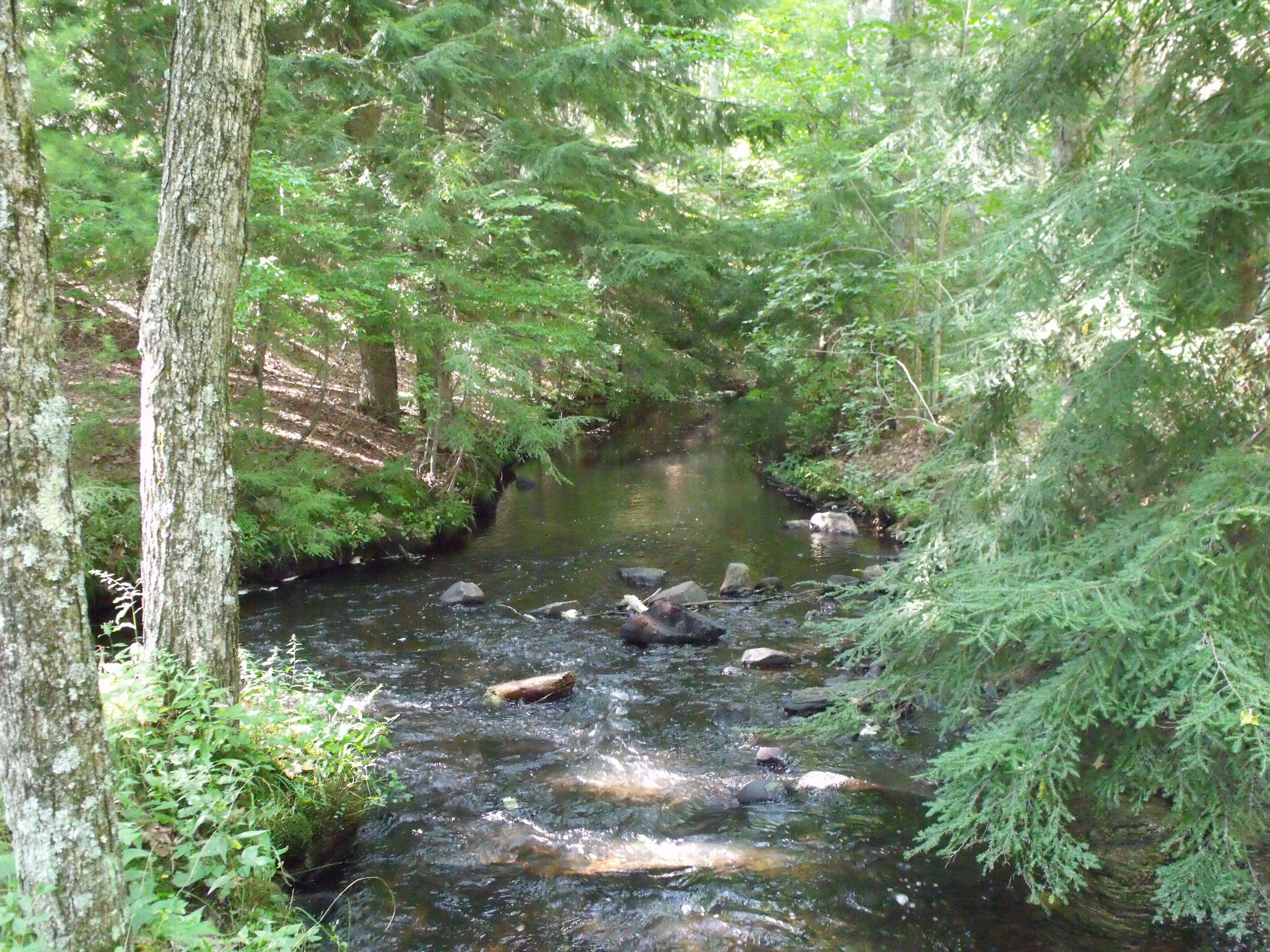 forest stream with rocks