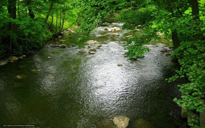 Forest stream with rocks