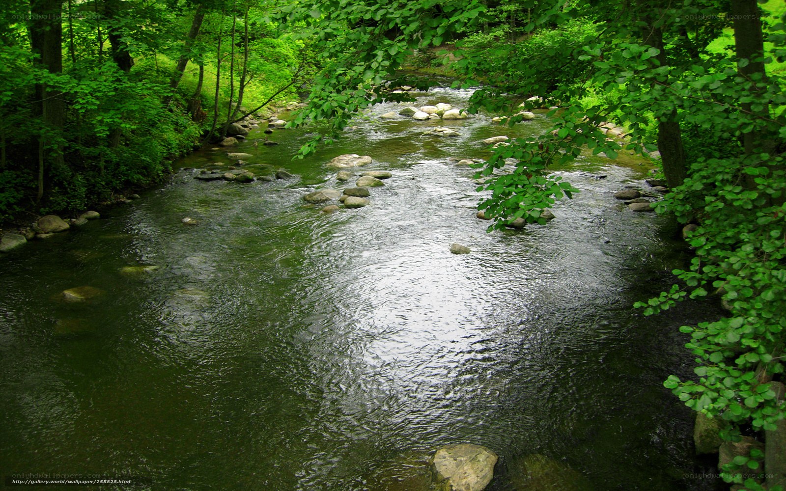 Forest stream with rocks