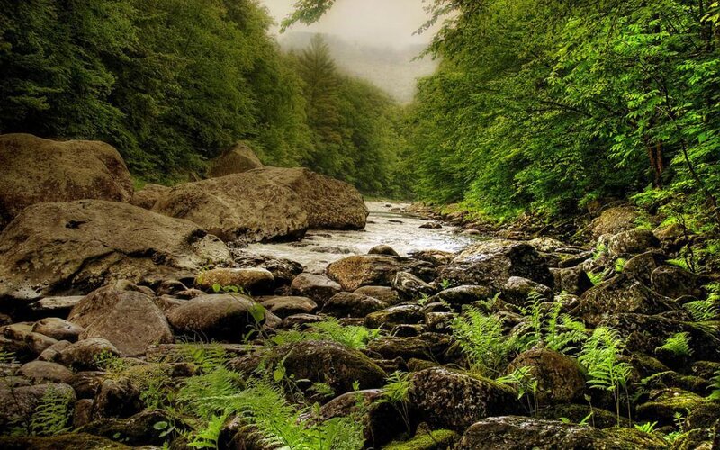 Forest stream with rocks