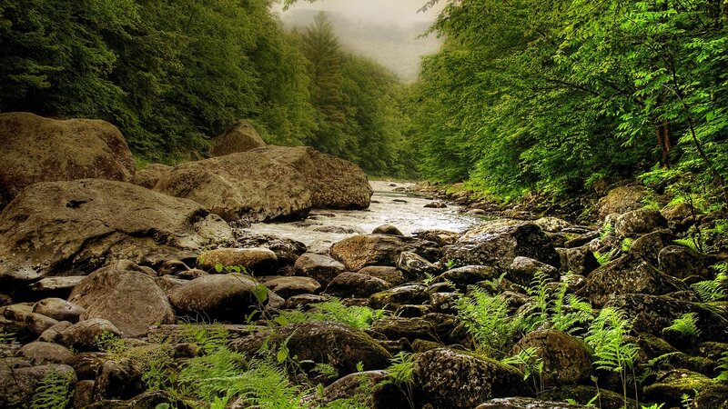 Forest stream with rocks