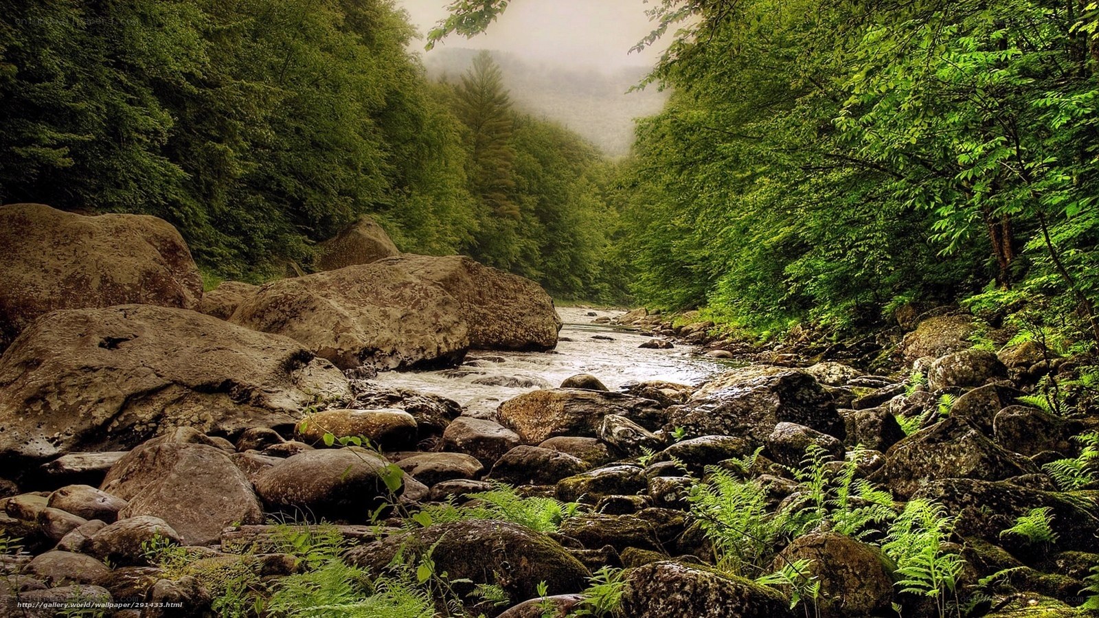 Forest stream with rocks