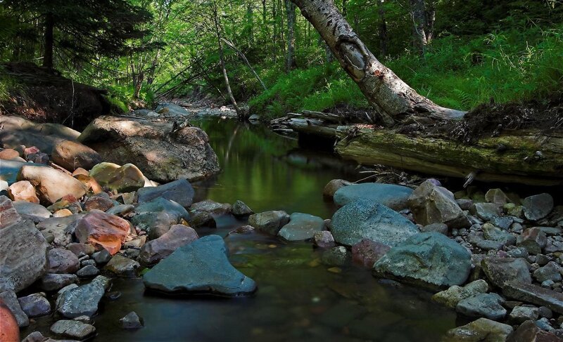 Forest stream with rocks and fallen tree