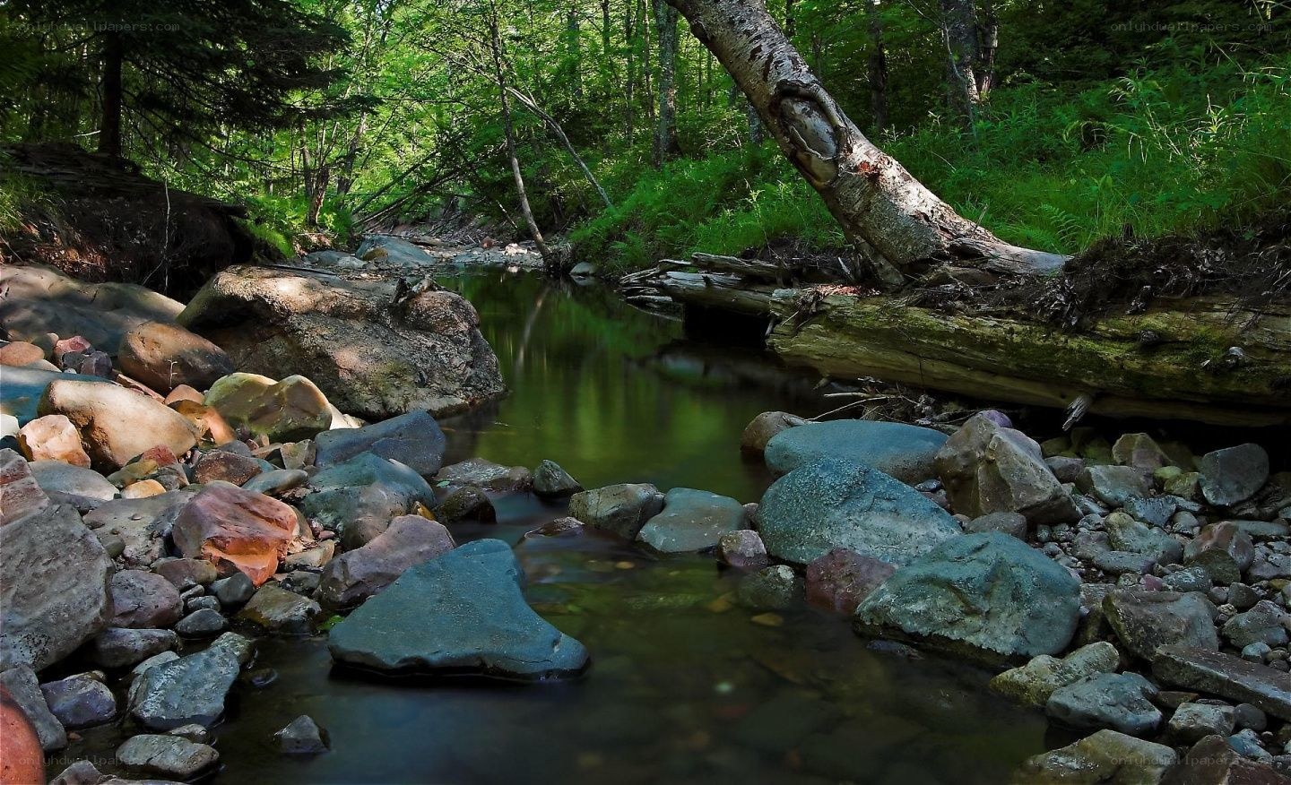 Forest stream with rocks and fallen tree
