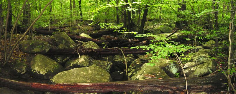 Forest stream with rocks and logs