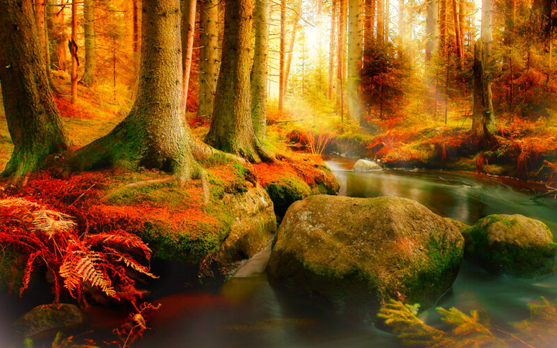 Forest Stream with Rocks — Orange