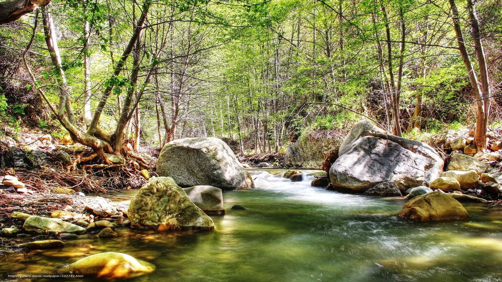 Forest stream with rocks