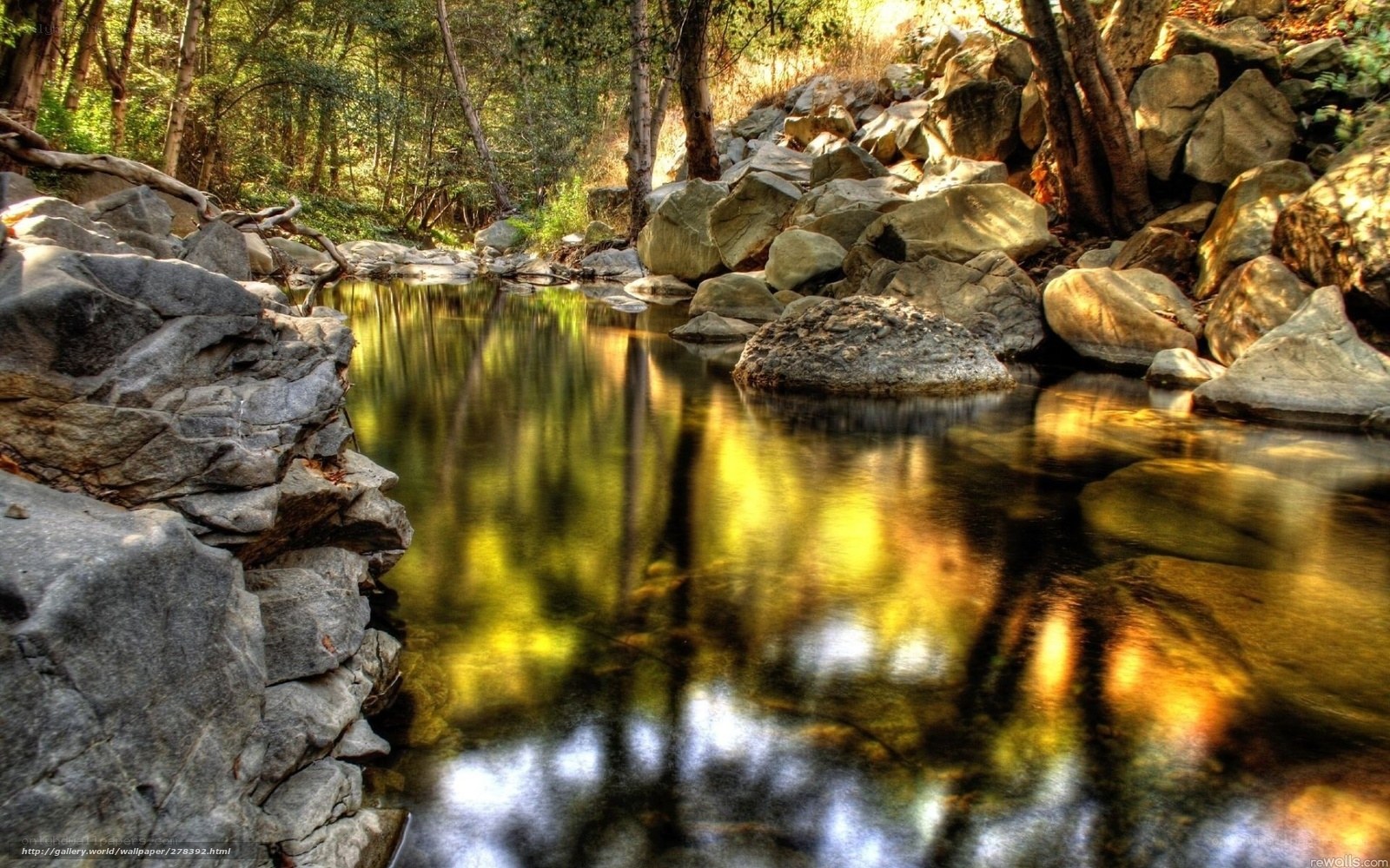Forest stream with rocky banks