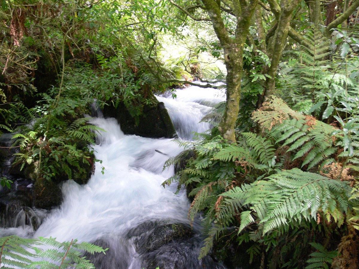 Forest stream with rushing water